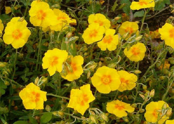 Helianthemum hybridum Ben Fhada / Sárga napvirág Helianthemum hybridum Ben Fhada / Sárga napvirág