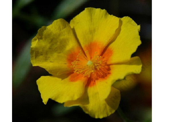 Helianthemum hybridum Ben Fhada / Sárga napvirág Helianthemum hybridum Ben Fhada / Sárga napvirág