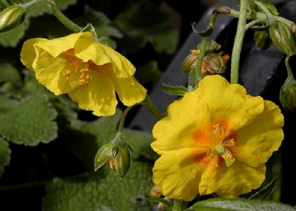 Helianthemum hybridum Ben Fhada / Sárga napvirág Helianthemum hybridum Ben Fhada / Sárga napvirág