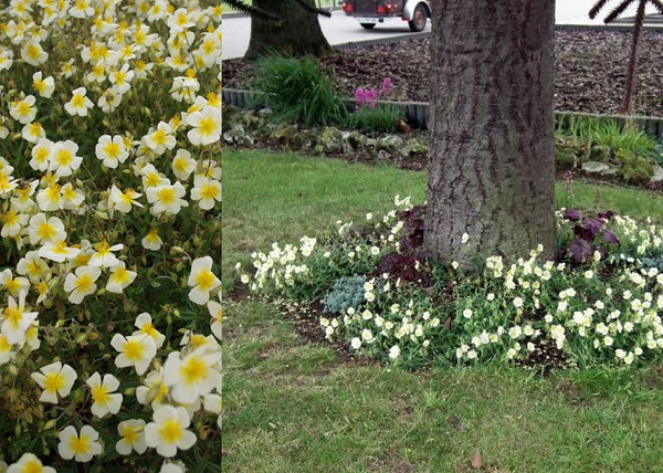 Helianthemum hybridum Elfenbein Glanz / Fehér napvirág