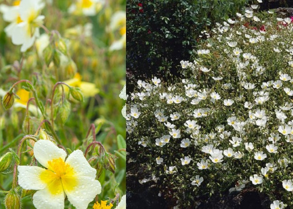 Helianthemum hybridum Elfenbein Glanz / Fehér napvirág