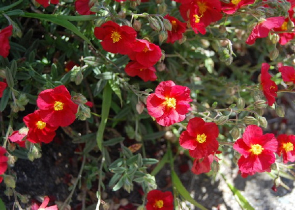 Helianthemum hybridum Elisabeth / Cseresznyepiros napvirág Helianthemum hybridum Elisabeth / Cseresznyepiros napvirág