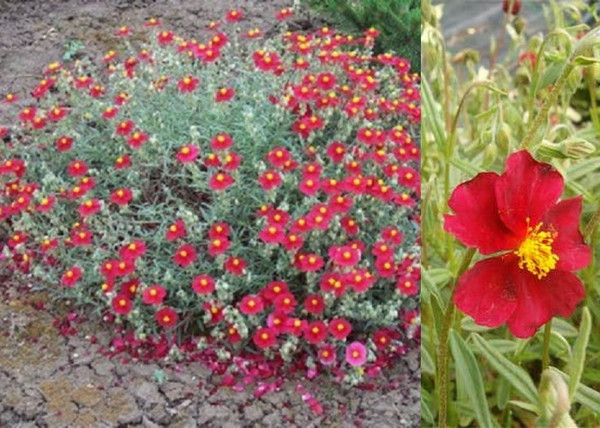 Helianthemum hybridum Elisabeth / Cseresznyepiros napvirág Helianthemum hybridum Elisabeth / Cseresznyepiros napvirág