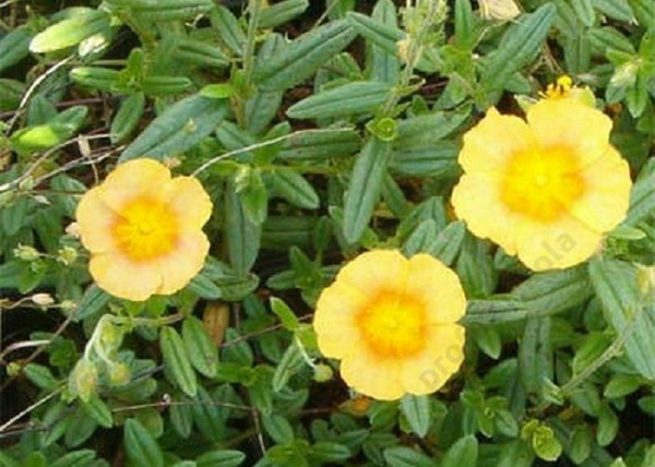 Helianthemum hybridum Salmon Queen / Aranysárga napvirág Helianthemum hybridum Salmon Queen / Aranysárga napvirág