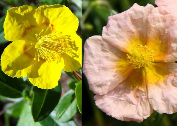 Helianthemum hybridum Salmon Queen / Aranysárga napvirág Helianthemum hybridum Salmon Queen / Aranysárga napvirág