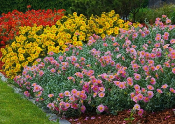Helianthemum hybridum Birch Double / Piros sárga napvirág