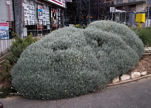 Helichrysum italicum / Curryfű - Olasz Szalmagyopár