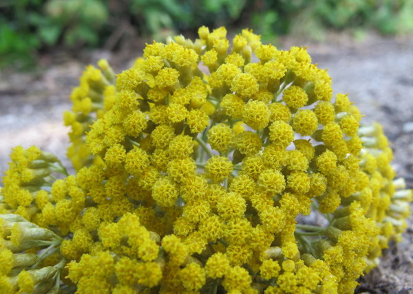 Helichrysum italicum / Curryfű - Olasz Szalmagyopár