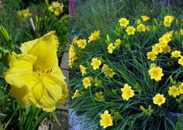 Hemerocallis Stella de Oro / Sásliliom sárga törpe Hemerocallis Stella de Oro / Sásliliom sárga törpe