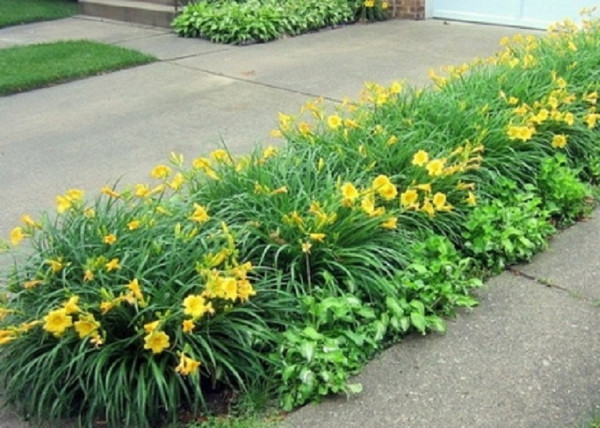 Hemerocallis Stella de Oro / Sásliliom sárga törpe Hemerocallis Stella de Oro / Sásliliom sárga törpe