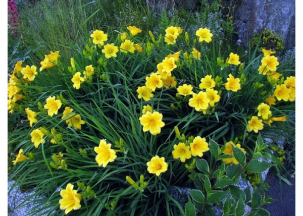 Hemerocallis Stella de Oro / Sásliliom sárga törpe Hemerocallis Stella de Oro / Sásliliom sárga törpe