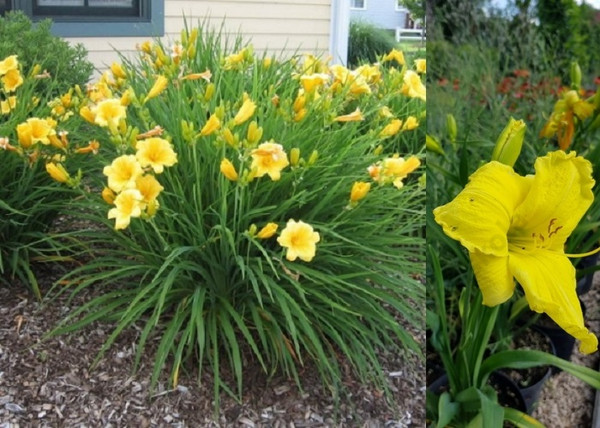 Hemerocallis Stella de Oro / Sásliliom sárga törpe Hemerocallis Stella de Oro / Sásliliom sárga törpe