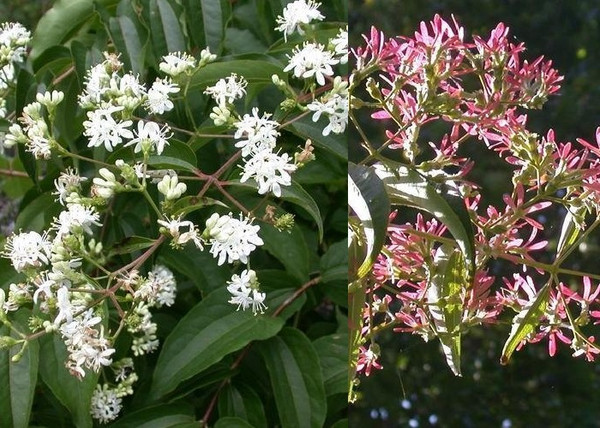 Heptacodium miconioides / Hétfiúvirágcserje