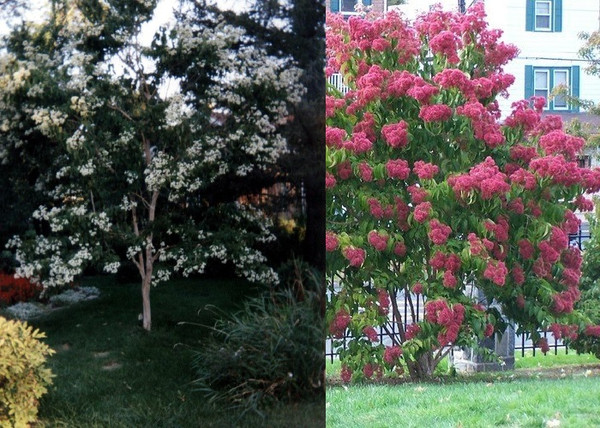 Heptacodium miconioides / Hétfiúvirágcserje