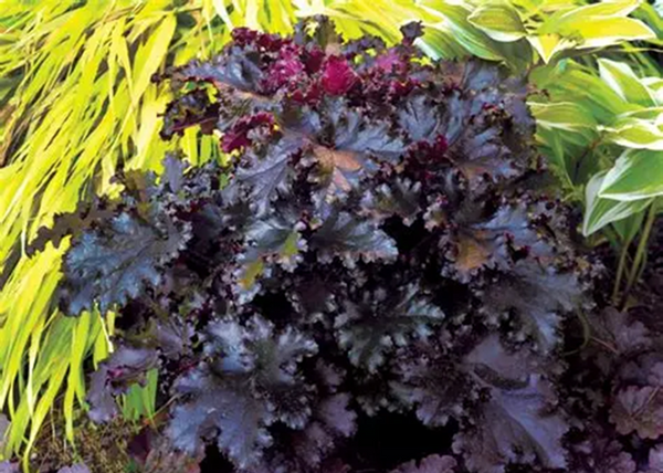 Heuchera hybrida Black Taffeta / Sötét-bordó tűzeső Heuchera hybrida Black Taffeta / Sötét-bordó tűzeső