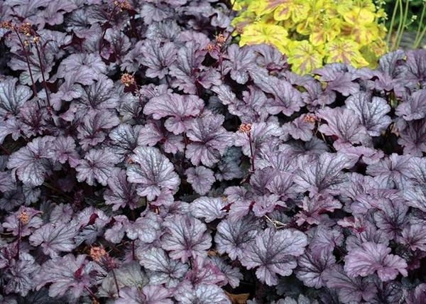 Heuchera hybrida Shanghai / Sötétlila tűzeső