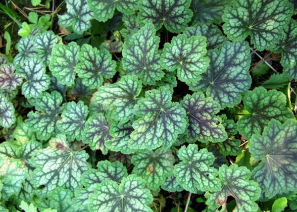 Heuchera americana Dale s Strain / Márványmintás tűzeső