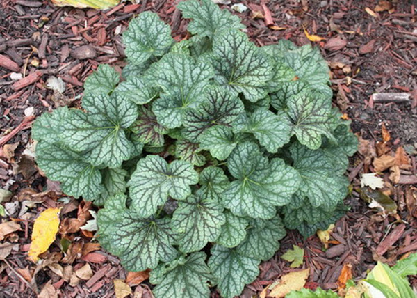 Heuchera americana Dale s Strain / Márványmintás tűzeső