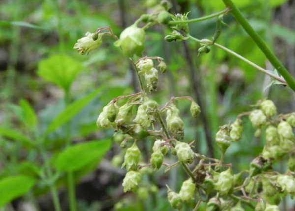 Heuchera americana Dale s Strain / Márványmintás tűzeső