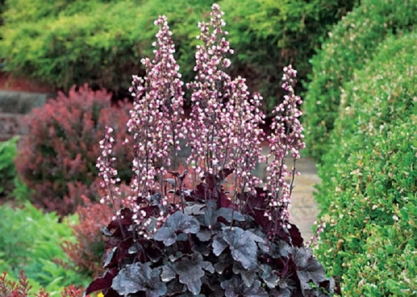 Heuchera americana Palace Purple / Bíborlevelű tűzeső Heuchera americana Palace Purple / Bíborlevelű tűzeső