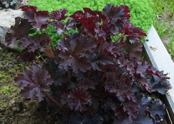 Heuchera americana Palace Purple / Bíborlevelű tűzeső Heuchera americana Palace Purple / Bíborlevelű tűzeső