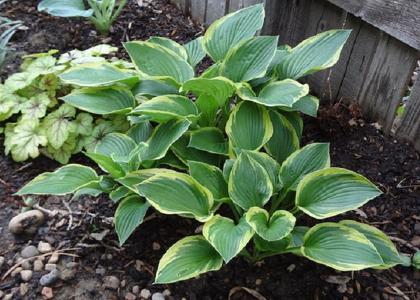 Hosta fortunei Aureomarginata / Tobozvirágzatú árnyékliliom Hosta fortunei Aureomarginata / Tobozvirágzatú árnyékliliom