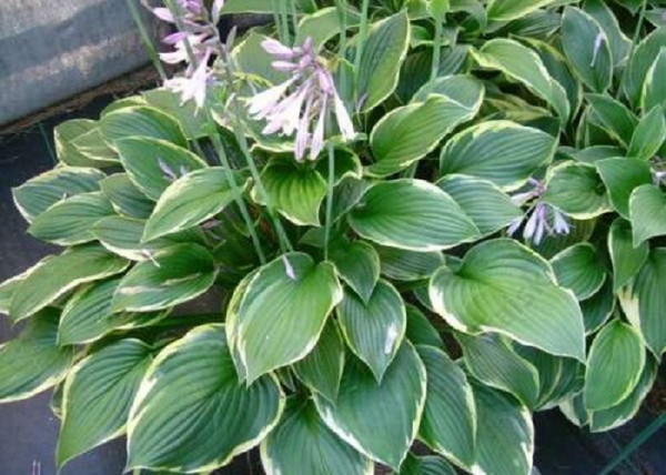 Hosta fortunei Aureomarginata / Tobozvirágzatú árnyékliliom Hosta fortunei Aureomarginata / Tobozvirágzatú árnyékliliom