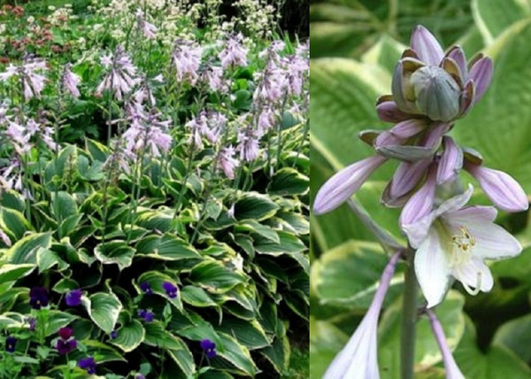 Hosta fortunei Aureomarginata / Tobozvirágzatú árnyékliliom Hosta fortunei Aureomarginata / Tobozvirágzatú árnyékliliom
