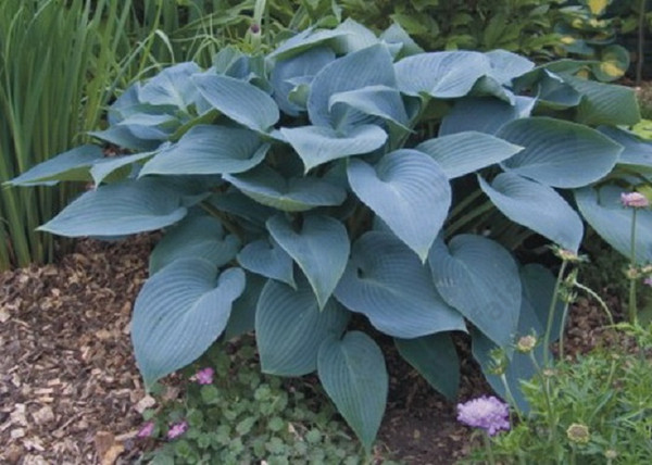 Hosta tardiana Halcyon / Kék levelű árnyékliliom Hosta tardiana Halcyon / Kék levelű árnyékliliom