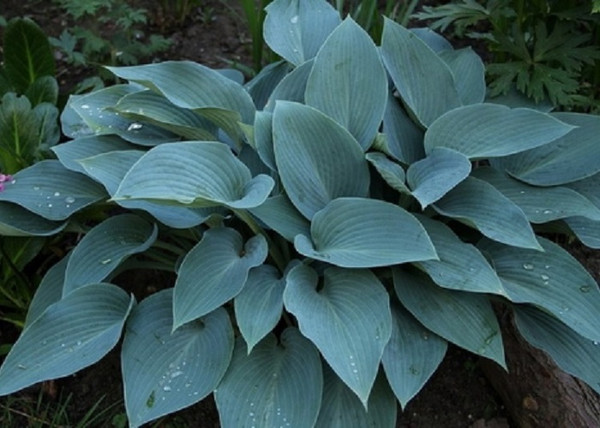 Hosta tardiana Halcyon / Kék levelű árnyékliliom Hosta tardiana Halcyon / Kék levelű árnyékliliom