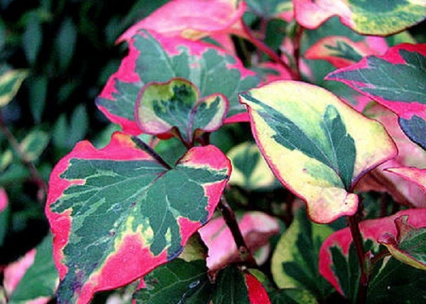 Houttuynia cordata Chamaeleon / Kaméleonvirág