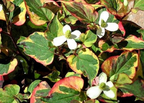 Houttuynia cordata Chamaeleon / Kaméleonvirág