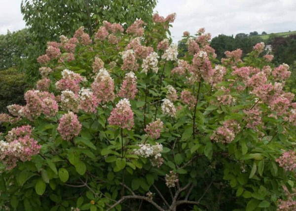 Hydrangea Paniculata Pink Diamond / Bugás hortenzia