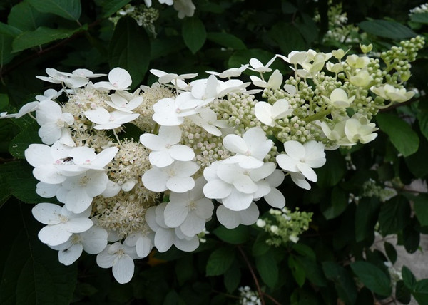 Hydrangea Paniculata Tardiva / Bugás hortenzia