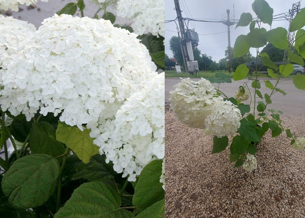 Hydrangea Arborescens Annabelle / Fehér gömb virágú hortenzia Hydrangea Arborescens Annabelle / Fehér gömb virágú hortenzia