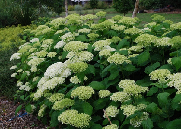 Hydrangea Arborescens Annabelle / Fehér gömb virágú hortenzia Hydrangea Arborescens Annabelle / Fehér gömb virágú hortenzia