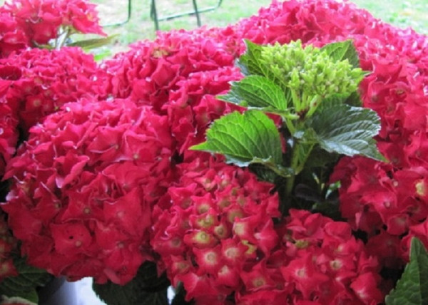 Hydrangea macrophylla Alpengluhen / Kerti hortenzia piros