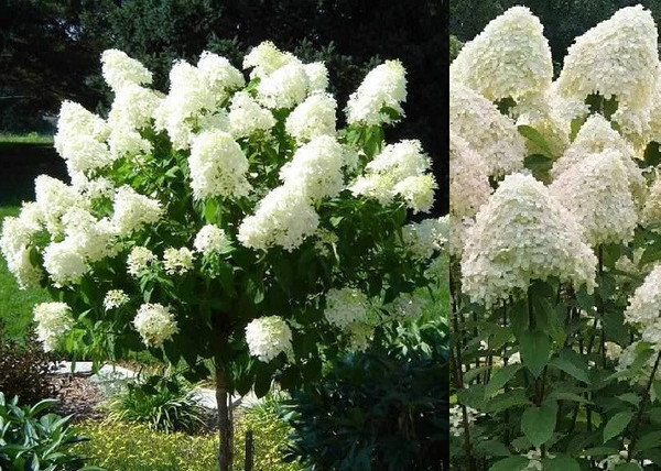 Hydrangea paniculata Phantom / Bugás hortenzia