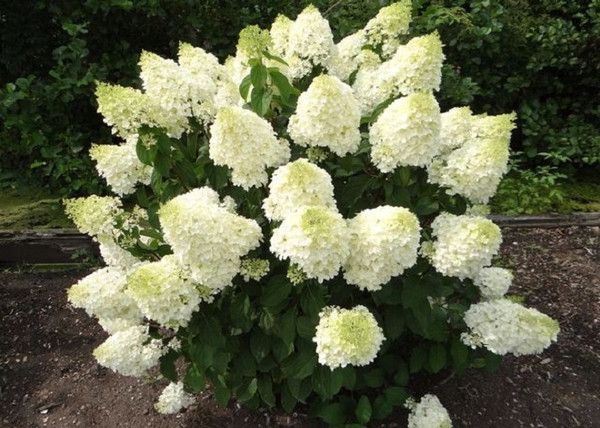 Hydrangea paniculata Silver Dollar / Fehér virágú Bugás Hortenzia