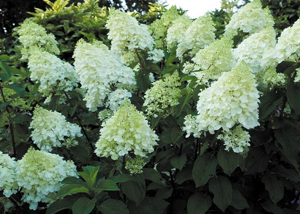 Hydrangea paniculata Silver Dollar / Fehér virágú Bugás Hortenzia