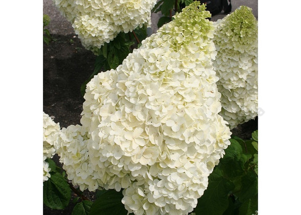 Hydrangea paniculata Silver Dollar / Fehér virágú Bugás Hortenzia