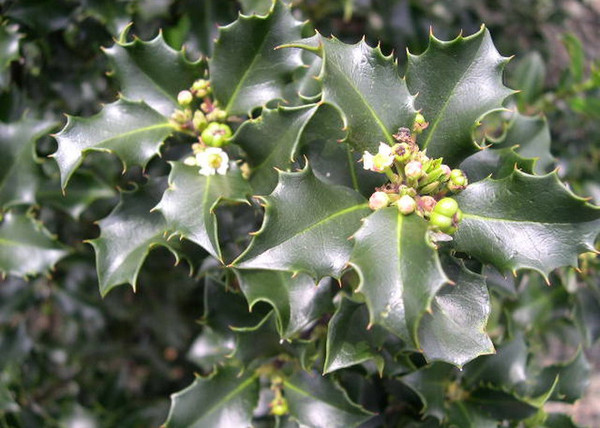 Ilex meserveae blue prince / Kék magyal porzós