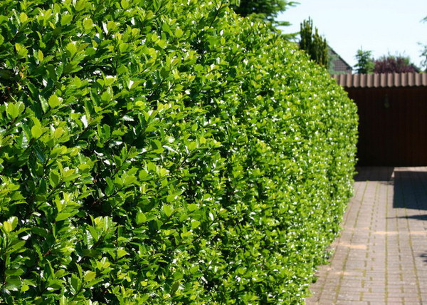 Ilex meserveae blue prince / Kék magyal porzós