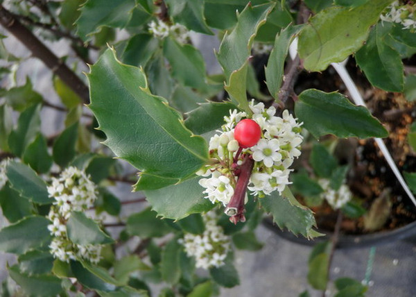 Ilex meserveae blue prince / Kék magyal porzós