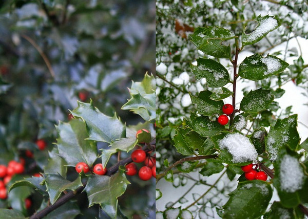 Ilex meserveae blue princess / Kék magyal termő