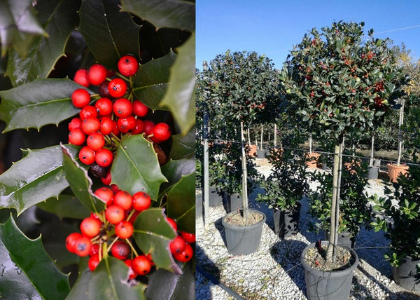 Ilex mutchagara Nellie R Stevens / Magyal