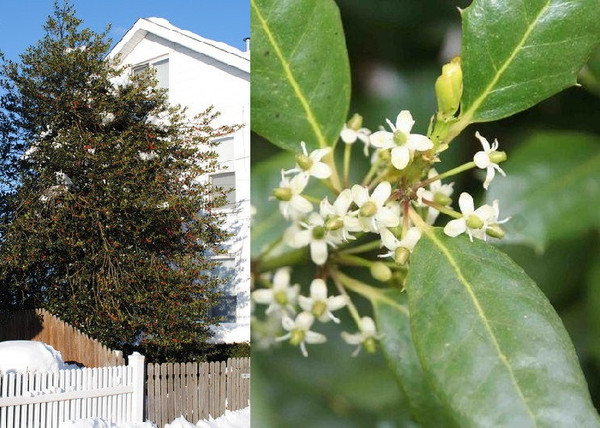 Ilex mutchagara Nellie R Stevens / Magyal