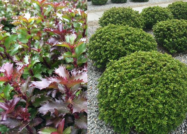 Ilex x meserveae Little Rascal / Törpe magyal Ilex x meserveae Little Rascal / Törpe magyal