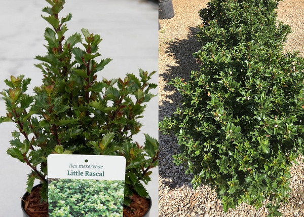 Ilex x meserveae Little Rascal / Törpe magyal Ilex x meserveae Little Rascal / Törpe magyal
