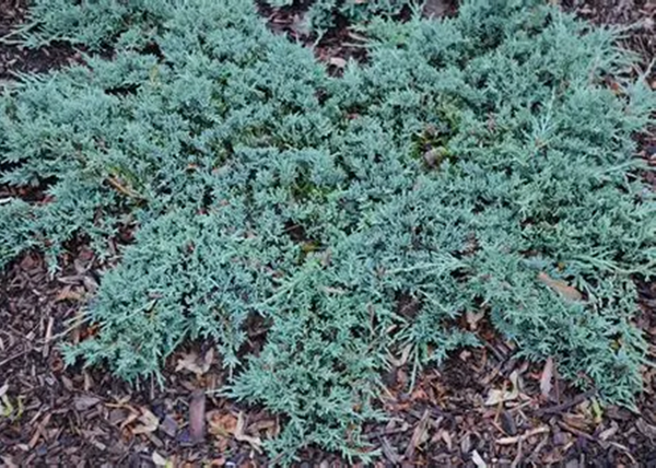 Juniperus horizontalis Icee Blue / Kék kúszó henyeboróka